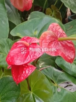Anthurium 50