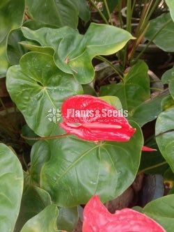 Anthurium 50