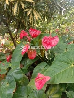 Anthurium 50