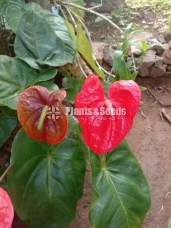 Anthurium 50
