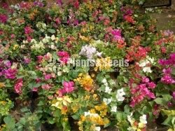 Boganwila(බොගන්විලා)