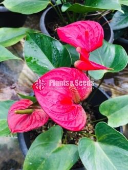 Bankok Anthurium