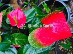 Bankok Anthurium
