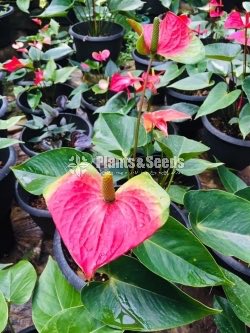 Bankok Anthurium