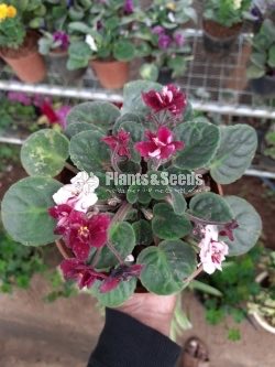 African Violets