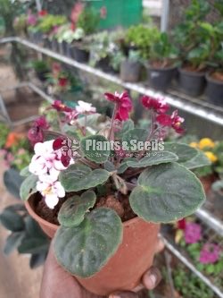 African Violets