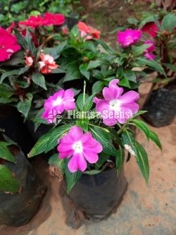 Impatiens Flowers(Touch-me-not)