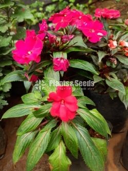  Impatiens Flowers(Touch-me-not)