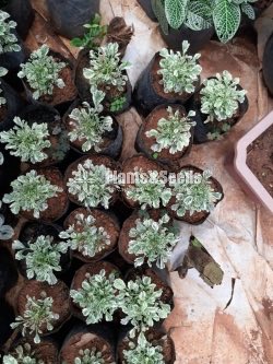 Outdoor Plants Collection