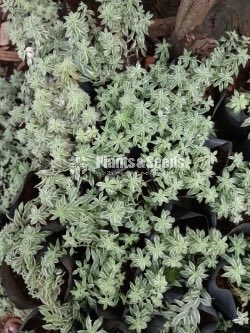 Outdoor Plants Collection