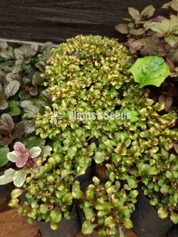 Outdoor Plants Collection