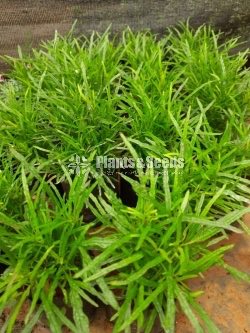 Outdoor Plants Collection