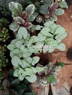 Outdoor Plants Collection