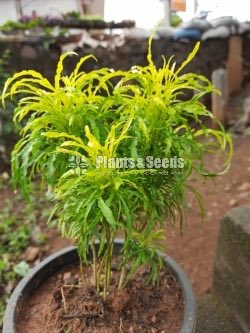 Outdoor Plants Collection