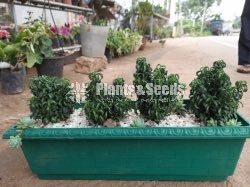 Outdoor Plants Collection
