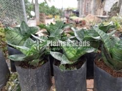 Outdoor Plants Collection