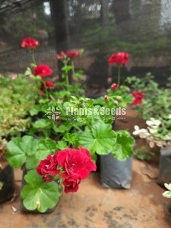 African Violets