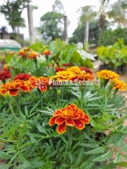 Marigold 
