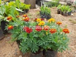 Marigold 