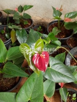 Anthurium Collection