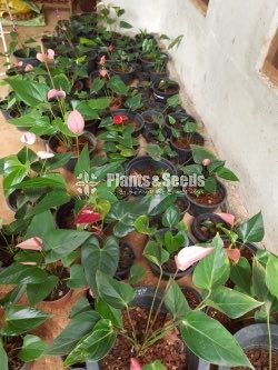 Anthurium Collection