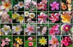 Araliya Pela with Colors( පාට පාටින් අරලිය මල් පැල )
