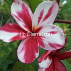 Araliya Pela with Colors( පාට පාටින් අරලිය මල් පැල )