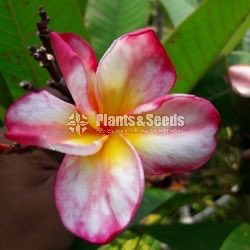 Araliya Pela with Colors( පාට පාටින් අරලිය මල් පැල )