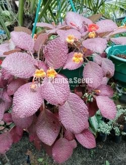 Outdoor Plants 