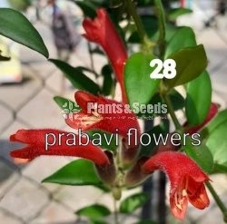 20 Lipstick Flowers (ලිප්ස්ටික් මල් පැල) 