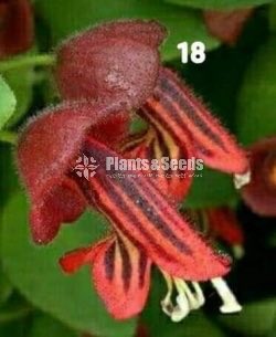 20 Lipstick Flowers (ලිප්ස්ටික් මල් පැල) 