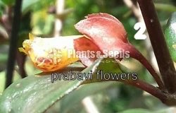 20 Lipstick Flowers (ලිප්ස්ටික් මල් පැල) 