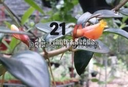 20 Lipstick Flowers (ලිප්ස්ටික් මල් පැල) 