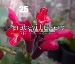 20 Lipstick Flowers (ලිප්ස්ටික් මල් පැල) 