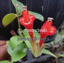 20 Lipstick Flowers (ලිප්ස්ටික් මල් පැල) 