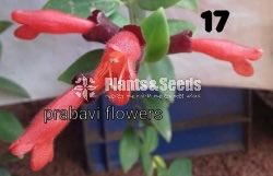 20 Lipstick Flowers (ලිප්ස්ටික් මල් පැල) 