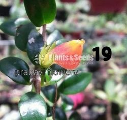 20 Lipstick Flowers (ලිප්ස්ටික් මල් පැල) 