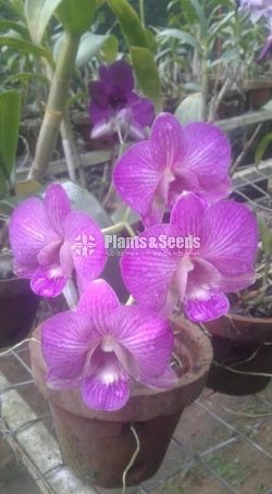 Denrobium Collection with Flowers
