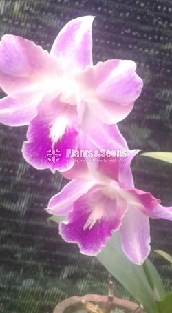 Denrobium Collection with Flowers