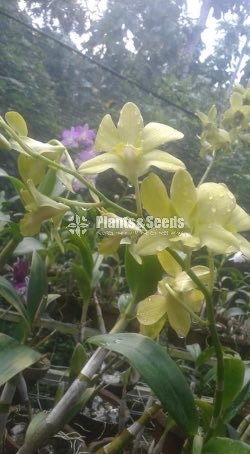Denrobium Collection with Flowers