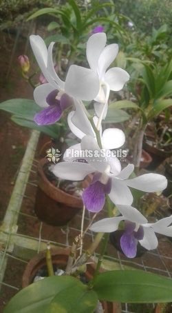 Denrobium Collection with Flowers