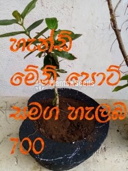 Halaba(හැලබ )
