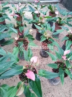 Cirano Anthurium