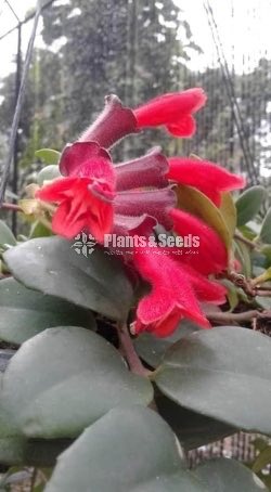 Lipstic Flowers