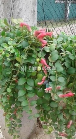 Lipstic Flowers