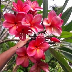 Araliya Pela with Colors( පාට පාටින් අරලිය මල් පැල )