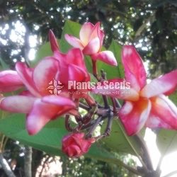 Araliya Pela with Colors( පාට පාටින් අරලිය මල් පැල )
