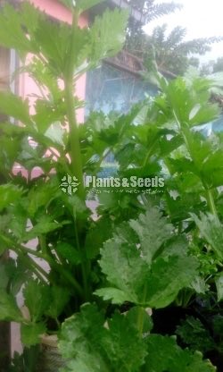 Celery(Saldiri)