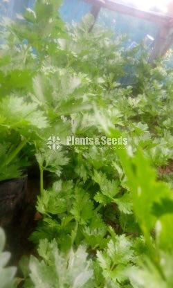Celery(Saldiri)