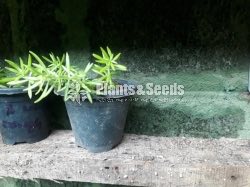 Hanging Plants